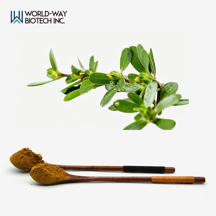 Portulaca Oleracea Extract Powder Portulaca Oleracea Extract Powder